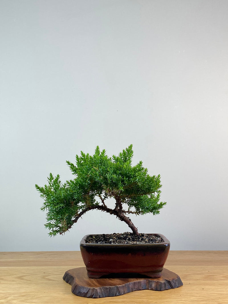 JAPANESE JUNIPER (X316)