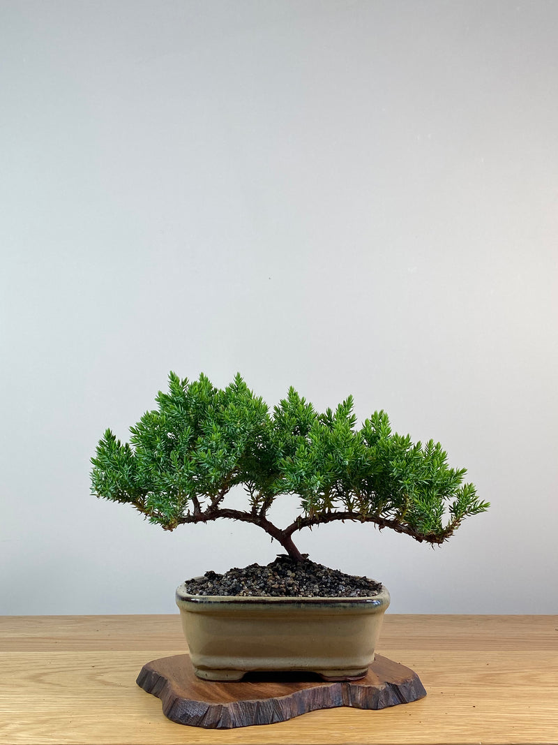 JAPANESE JUNIPER (X317)