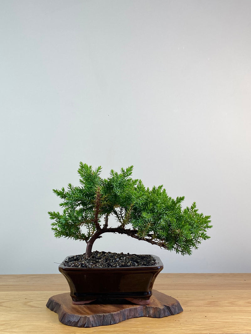 JAPANESE JUNIPER (X319)