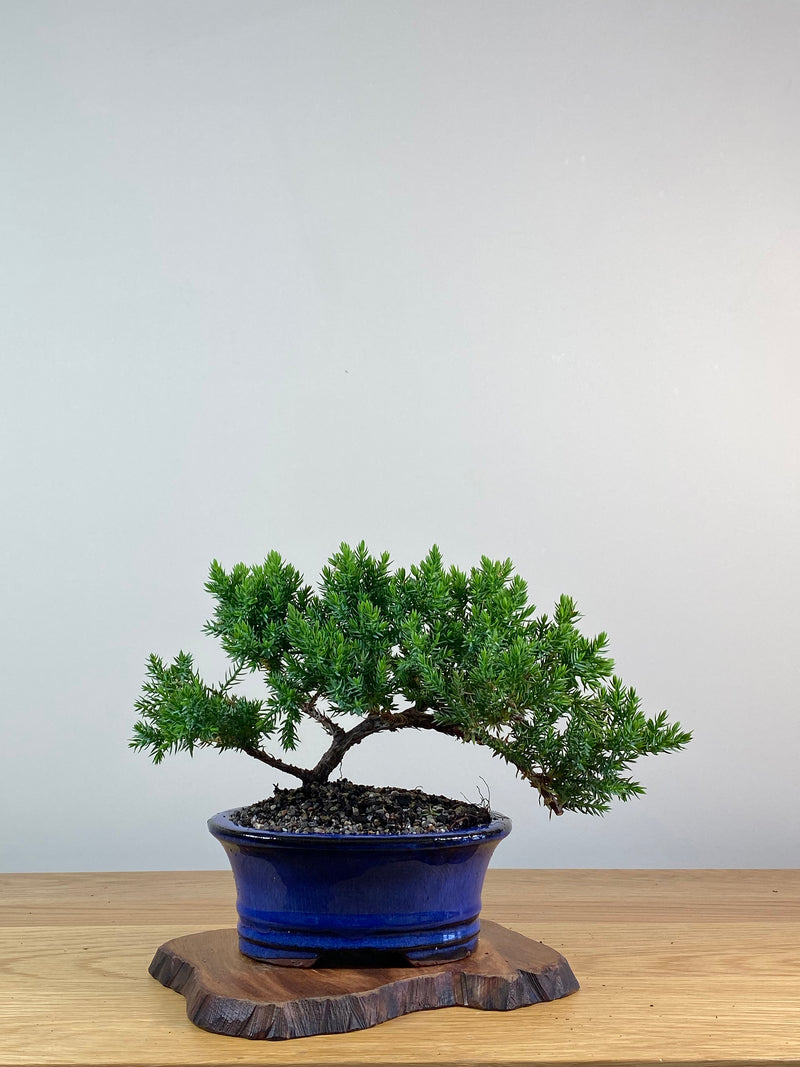 JAPANESE JUNIPER (X320)