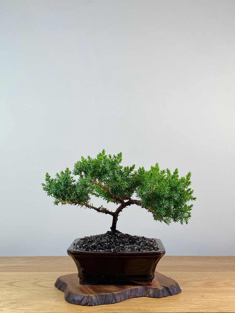 JAPANESE JUNIPER (X321)