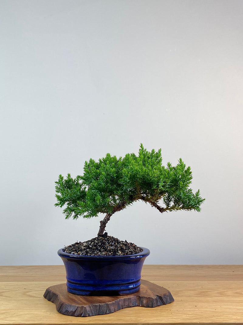 JAPANESE JUNIPER (X322)