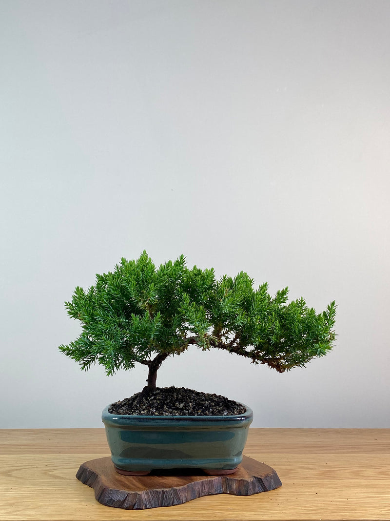 JAPANESE JUNIPER (X323)