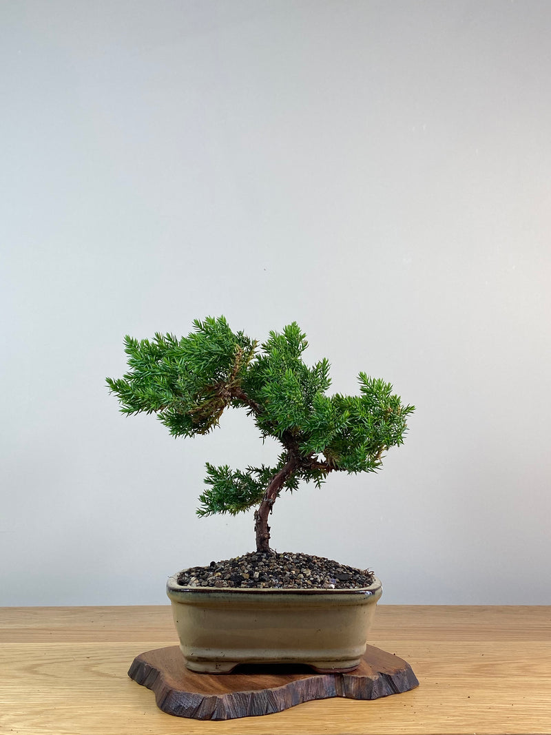 JAPANESE JUNIPER (X324)