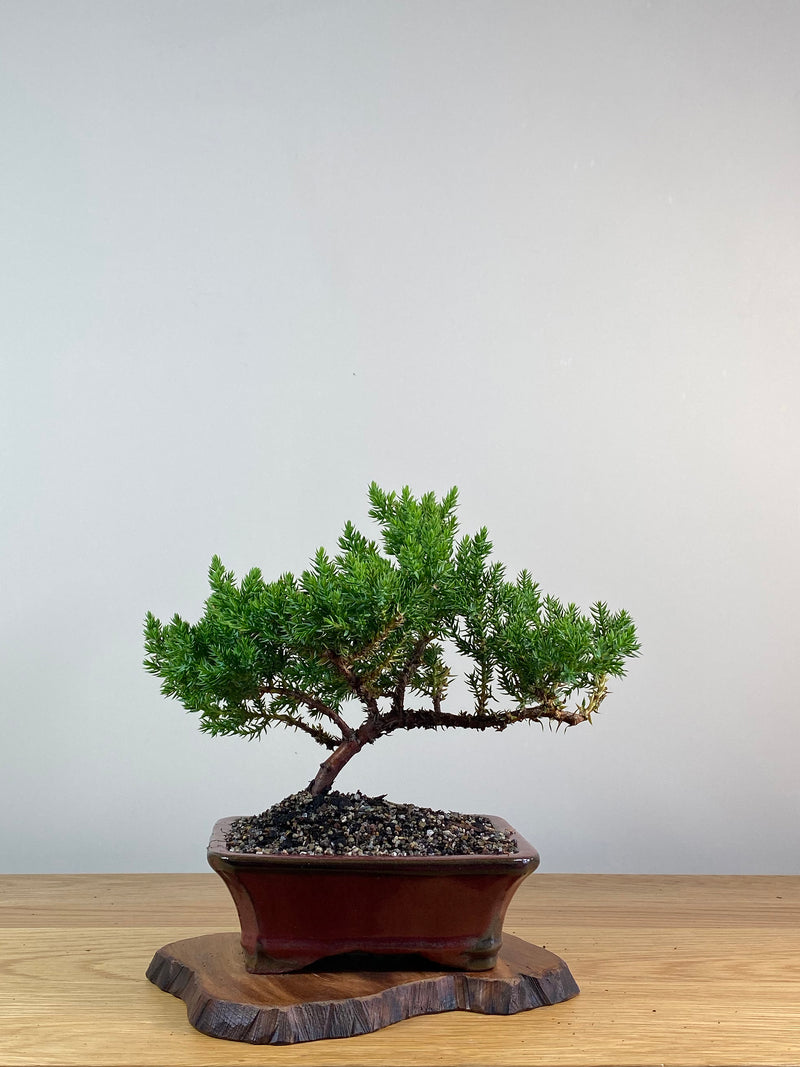 JAPANESE JUNIPER (X325)