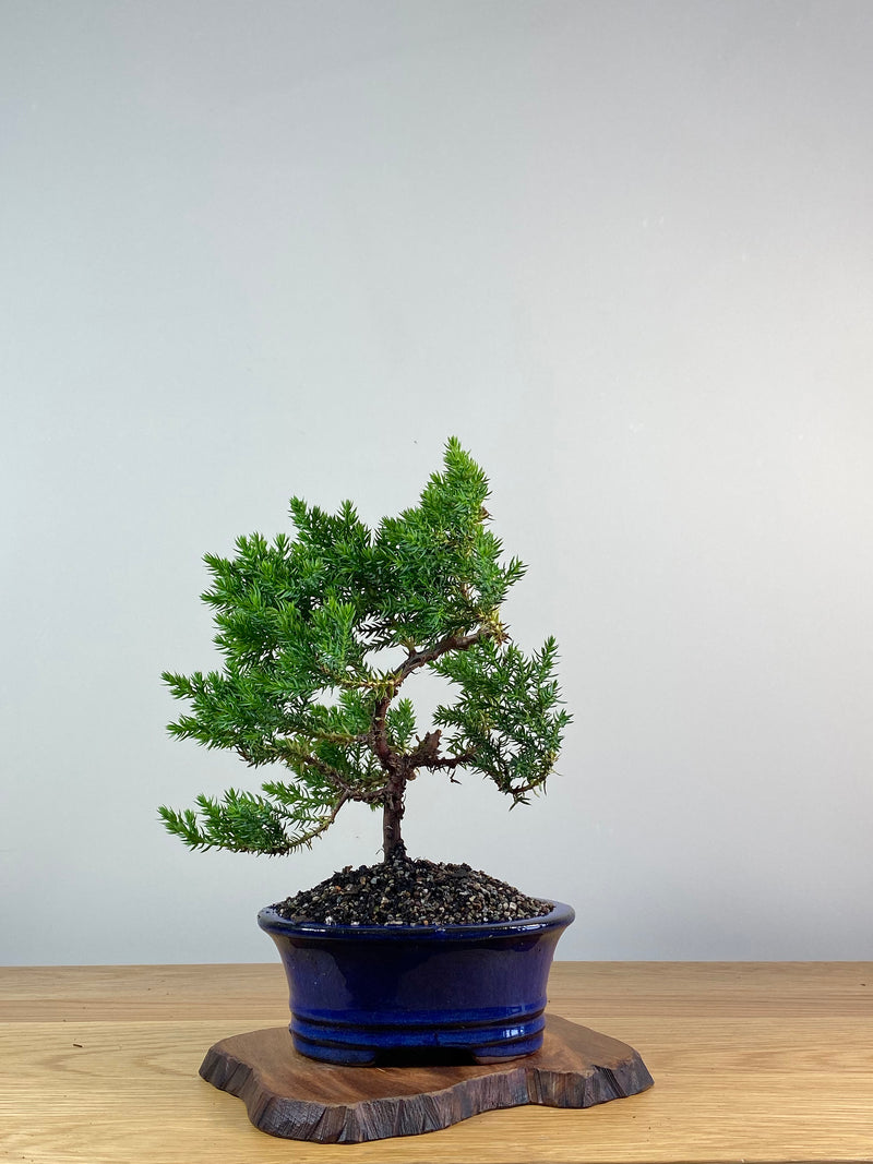 JAPANESE JUNIPER (X326)