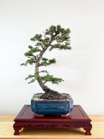 ATLAS CEDAR (OVER THE MOON)