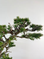 ATLAS CEDAR (OVER THE MOON)