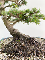 ATLAS CEDAR (OVER THE MOON)