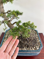 ATLAS CEDAR (OVER THE MOON)