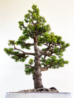 ATLAS CEDAR (FORMAL)