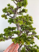 ATLAS CEDAR (FORMAL)