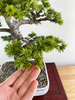 ATLAS CEDAR (FORMAL)