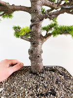 ATLAS CEDAR (FORMAL)