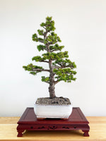 ATLAS CEDAR (FORMAL)