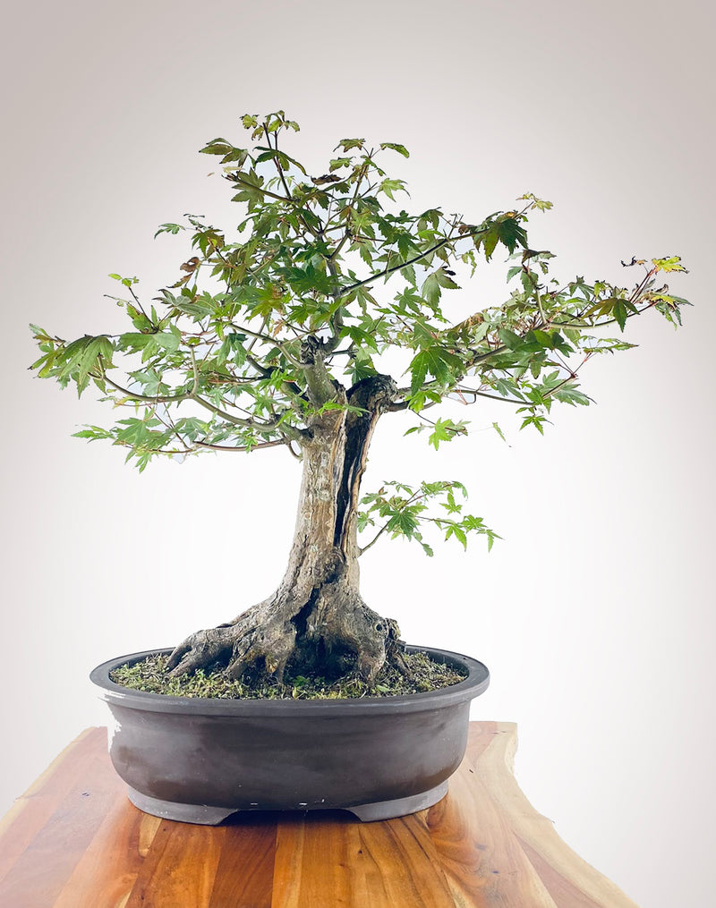 JAPANESE MAPLE VI