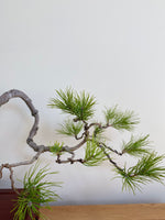 JAPANESE BLACK PINE (LITERATI) - MiniGardens NZ