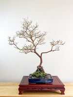 CHINESE ELM (NATURALISTIC)