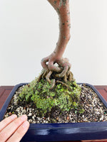 CHINESE ELM (NATURALISTIC)