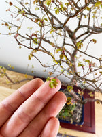 CHINESE ELM (NATURALISTIC)