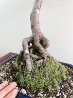 CHINESE ELM (NATURALISTIC)