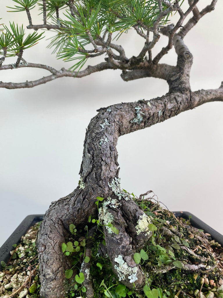 himalayan cedar bonsai tree HIMALAYAN CEDAR (INFORMAL STYLE) – MiniGardens Bonsai NZ