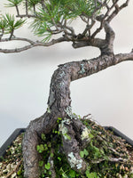 HIMALAYAN CEDAR (INFORMAL STYLE)