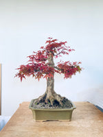 Red maple for Sean
