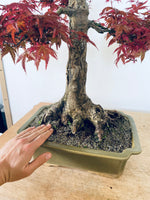 Red maple for Sean