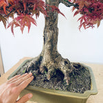 Red maple for Sean