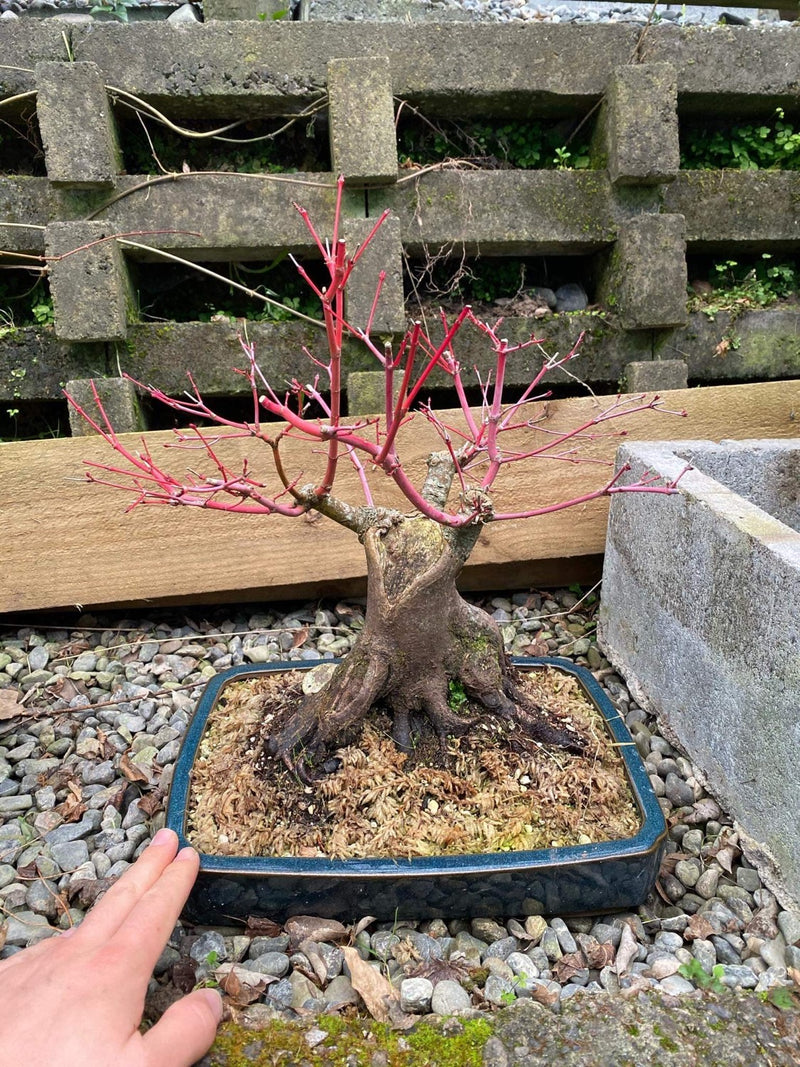 Old Japanese maple