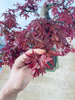 Red maple for Sean