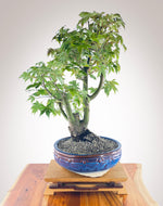 JAPANESE MAPLE V