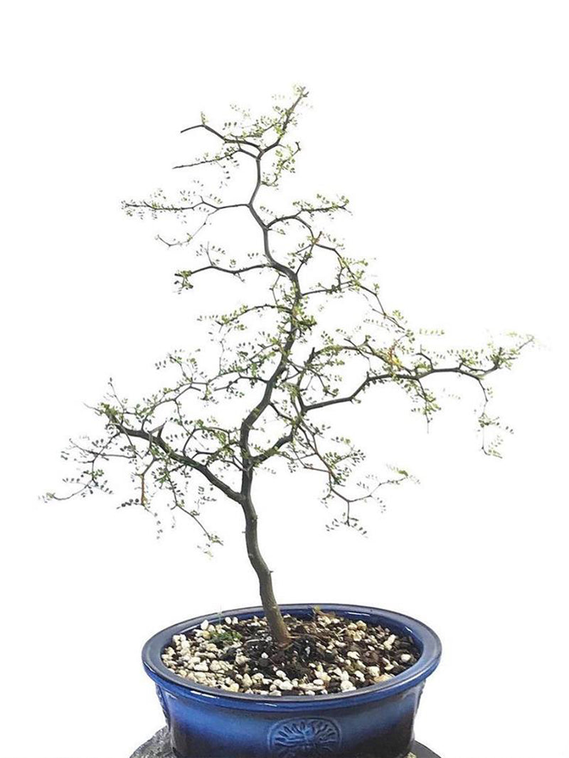 KOWHAI - NZ NATIVE (KH1808026) - MiniGardens NZ