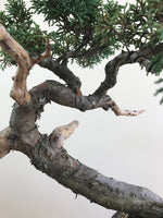 MACROCARPA (INFORMAL) - MiniGardens NZ