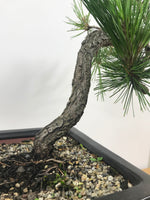 JAPANESE RED PINE (LITERATI) - MiniGardens NZ