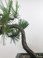 JAPANESE RED PINE (LITERATI) - MiniGardens NZ
