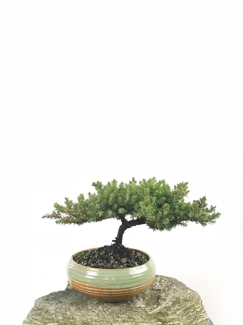 JAPANESE JUNIPER (1801001) - MiniGardens NZ