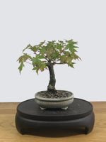 JAPANESE MAPLE (SHOHIN) - MiniGardens NZ