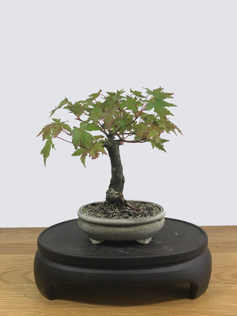 JAPANESE MAPLE (SHOHIN) - MiniGardens NZ