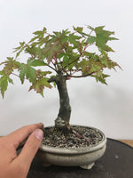 JAPANESE MAPLE (SHOHIN) - MiniGardens NZ