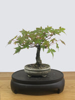 JAPANESE MAPLE (SHOHIN) - MiniGardens NZ