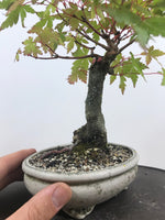 JAPANESE MAPLE (SHOHIN) - MiniGardens NZ