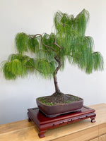 MEXICAN WEEPING PINE (INFORMAL)