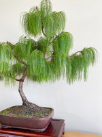 MEXICAN WEEPING PINE (INFORMAL)