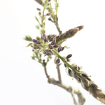 PURPLE WISTERIA - MiniGardens NZ