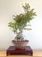 PURPLE WISTERIA (INFORMAL)