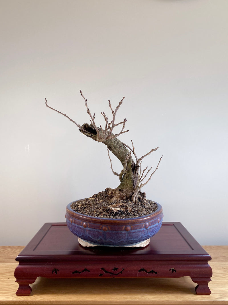 PURPLE WISTERIA (INFORMAL)