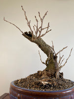 PURPLE WISTERIA (INFORMAL)