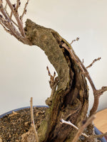 PURPLE WISTERIA (INFORMAL)